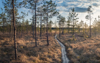 Koulutusvelvollisuus työsuhteen päättyessä